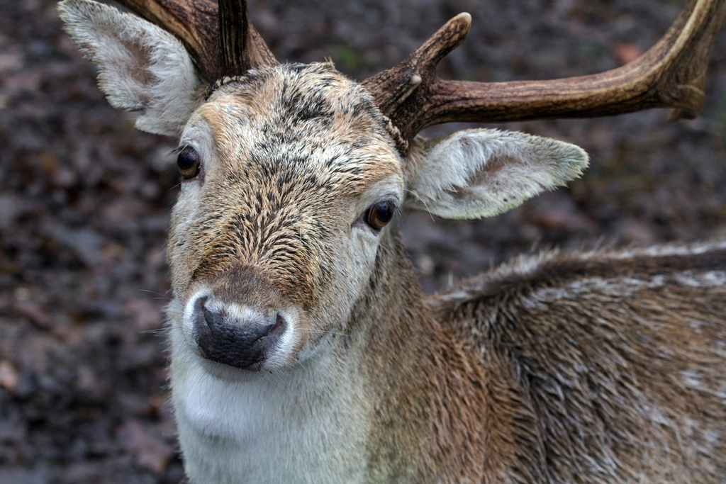 Deer, animal, wildlife background