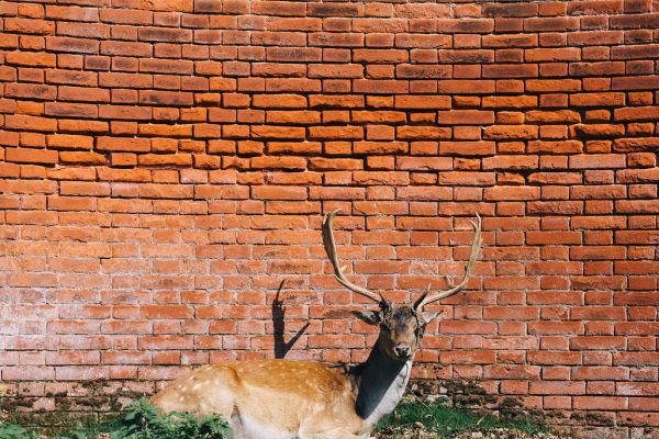 Deer by Brick Wall