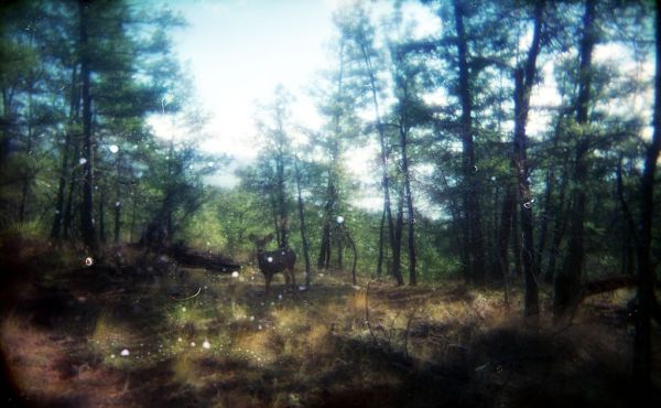 Deer
