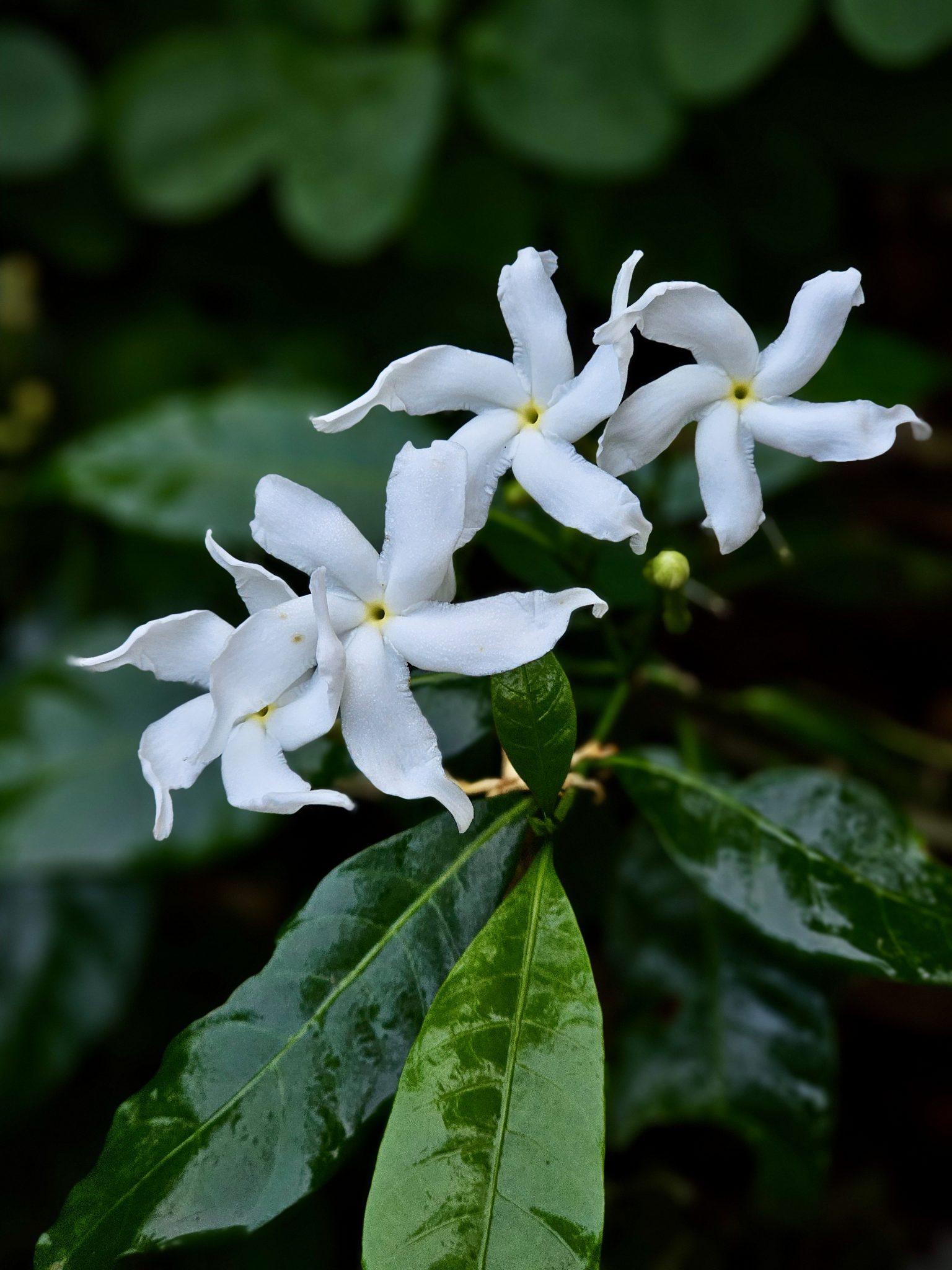 Delicate white pinwheel jasmine flowers with dewy petals glow gently against dark green leaves in Kozhikode, Kerala, capturing the purity and fragrance of this beloved garden plant.