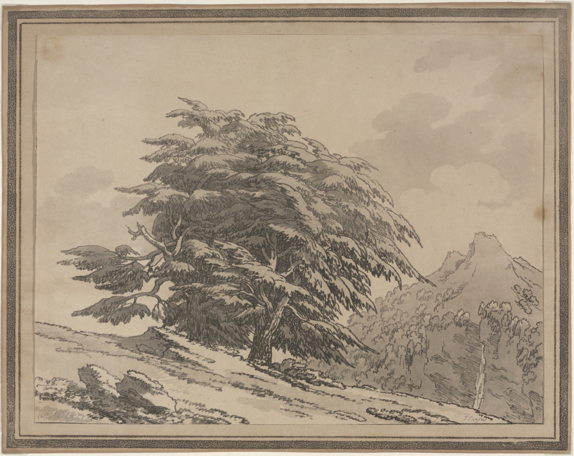 Delineations of the General Character Ramifications and Foliage of Forest Trees: Cedar
