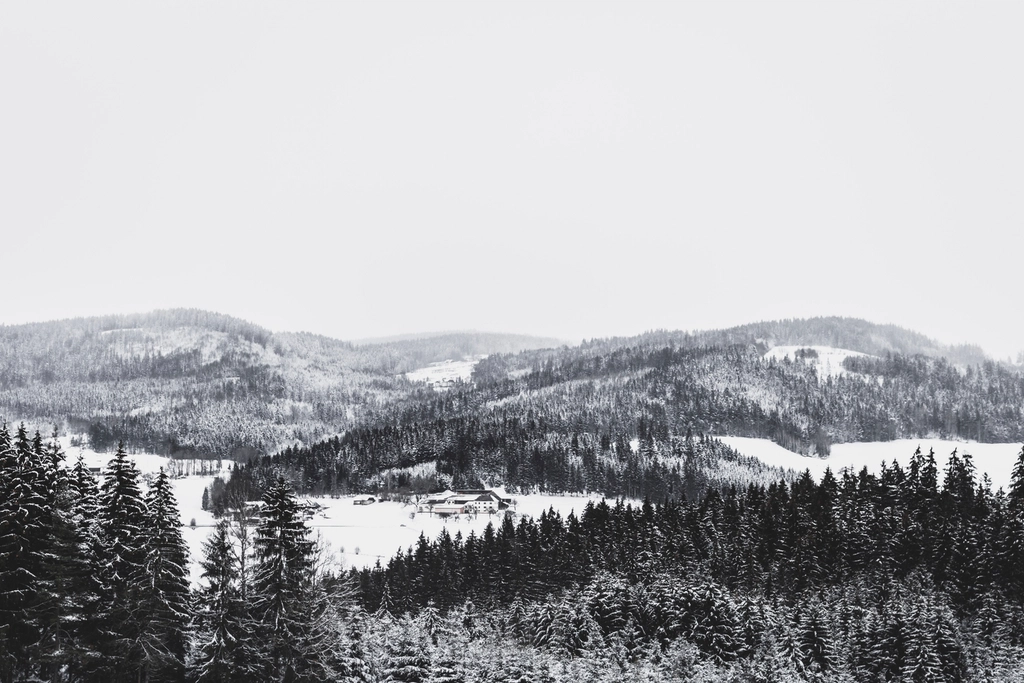 Dense forest trees snow mountains