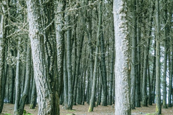 Dense Trees in Forest