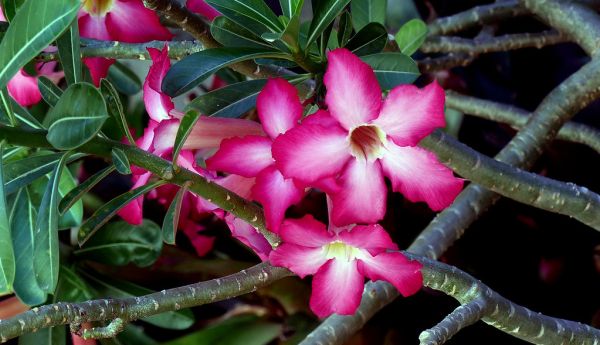 Desert Rose (Adenium obesum)