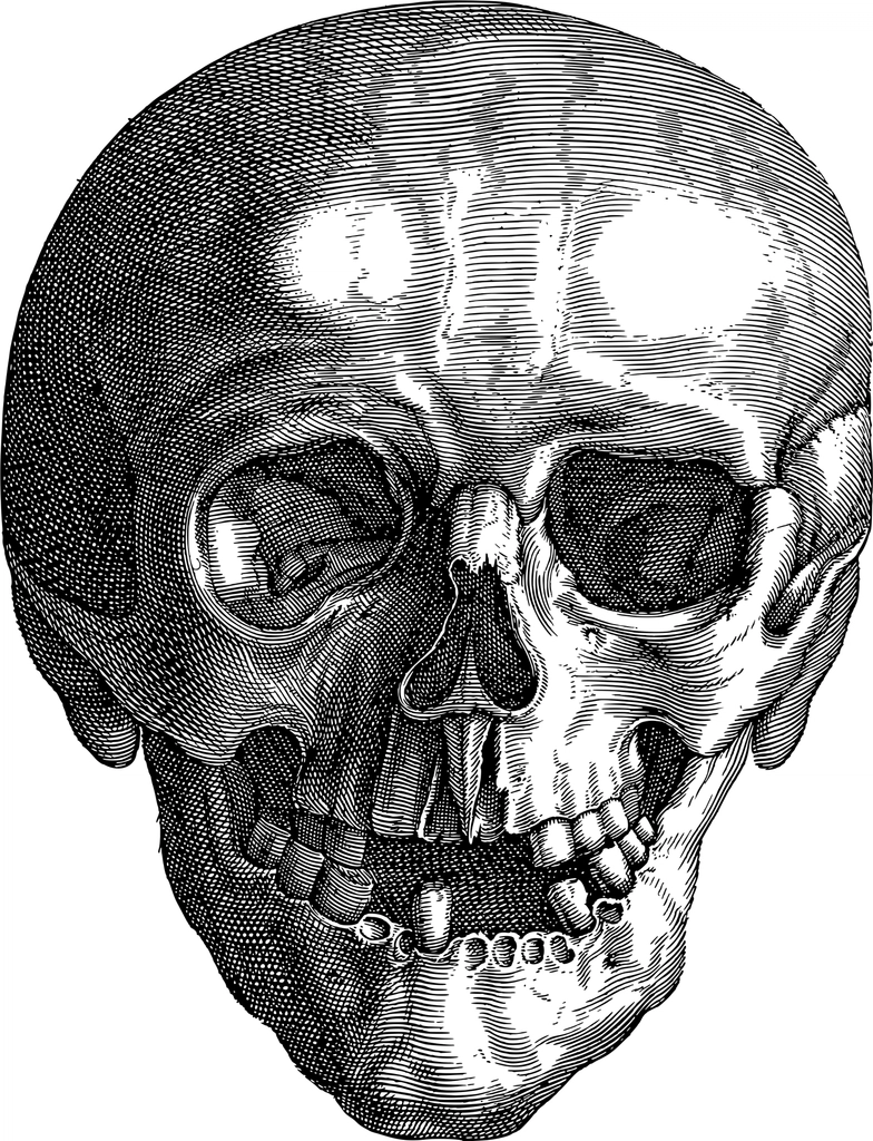 Detailed skull line art