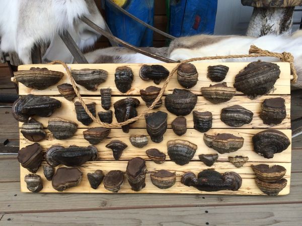 Display of mounted forest tree conks for sale (US $75.00)