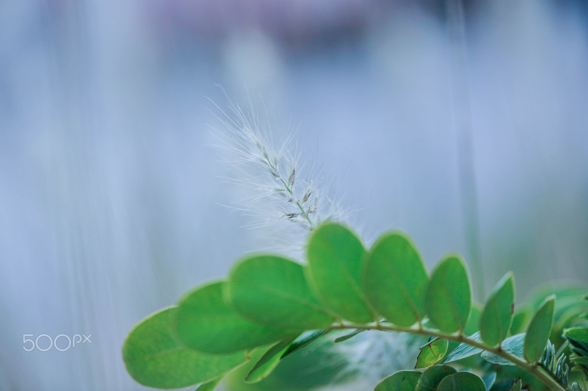 <div class='fn'> Macro Nature Flower Shots</div>