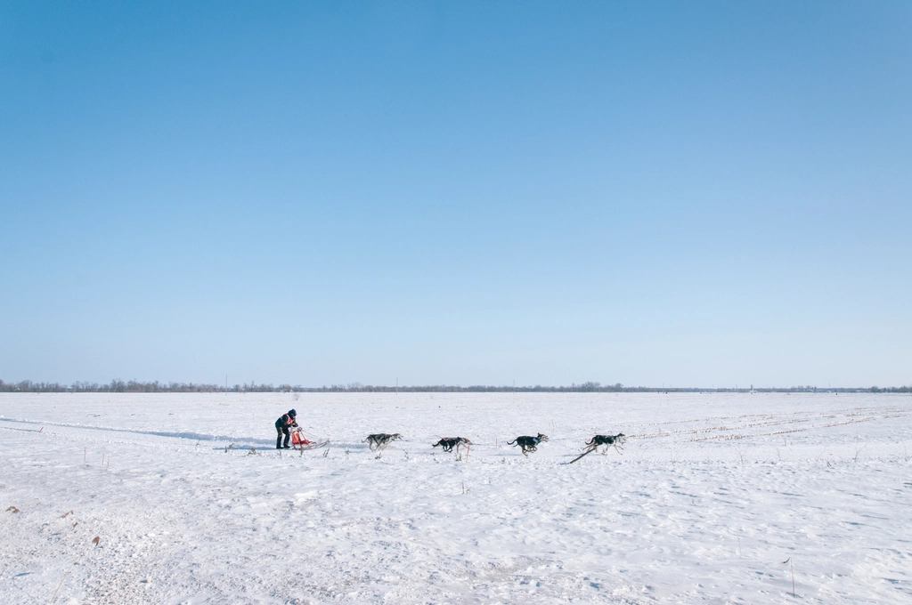 Dog sledding winter snow-covered field