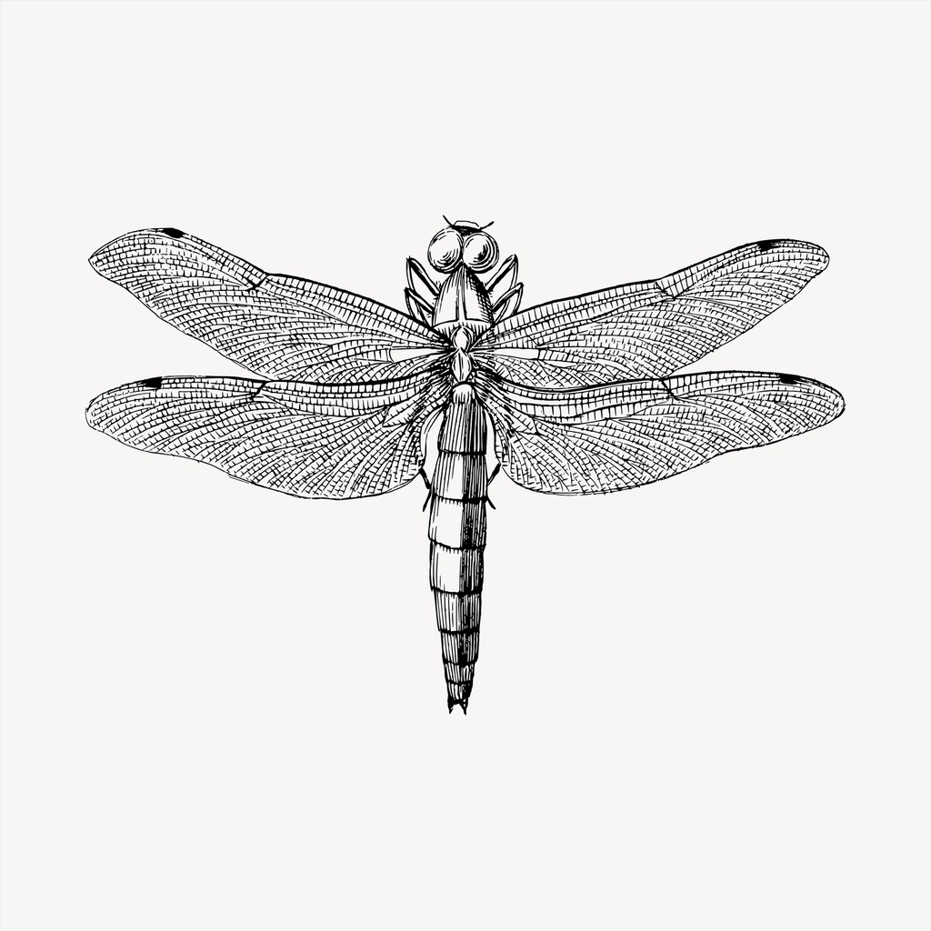 Dragonfly clipart, vintage hand drawn