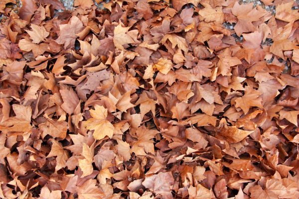 Dry Leaves