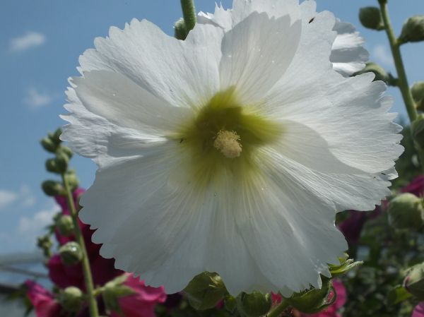 DSCF4379