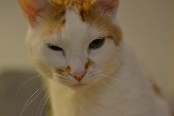 Dumb cat face
