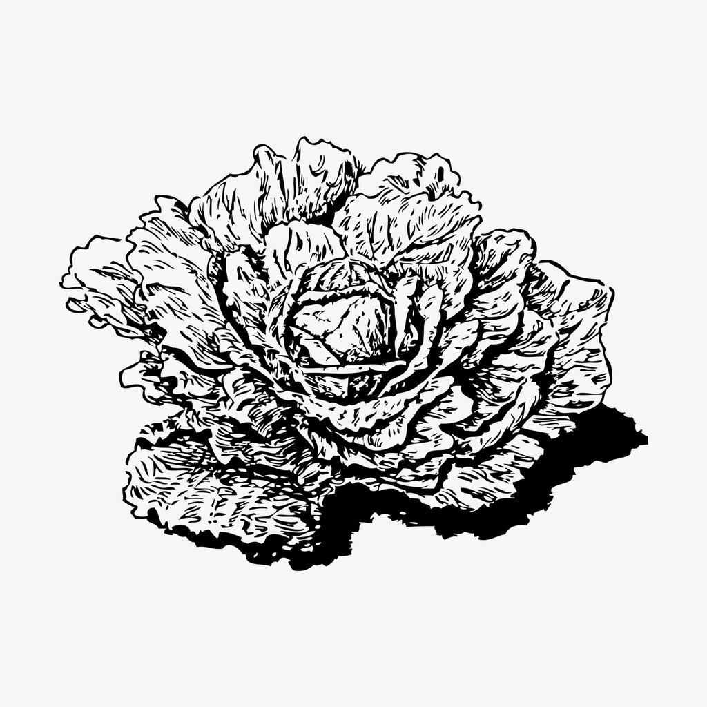 Dutch cabbage hand drawn clipart