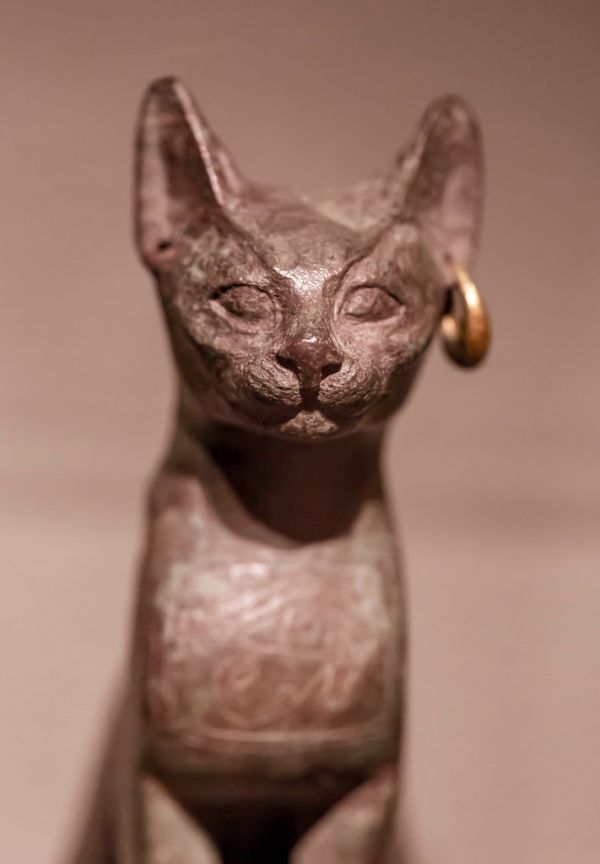 Egyptian Cat