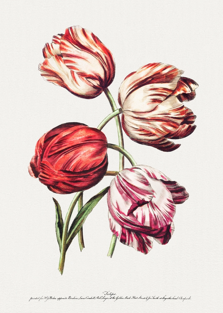 Eight Beautiful Groups Natural Flowers