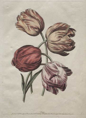 Eight Beautiful Groups of Natural Flowers in Outlines by de la Cour: Tulips c. 1770