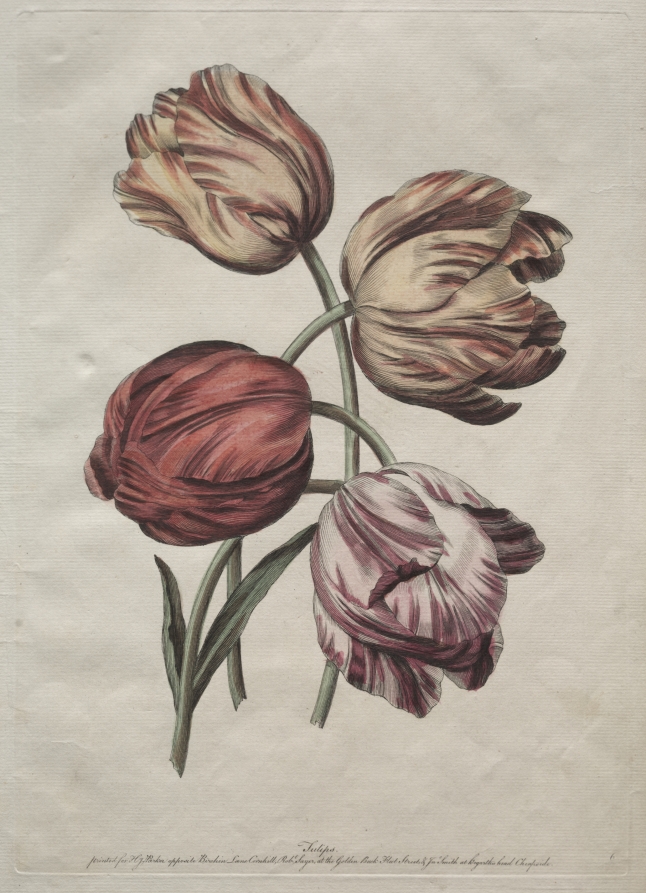 Eight Beautiful Groups of Natural Flowers in Outlines by de la Cour: Tulips