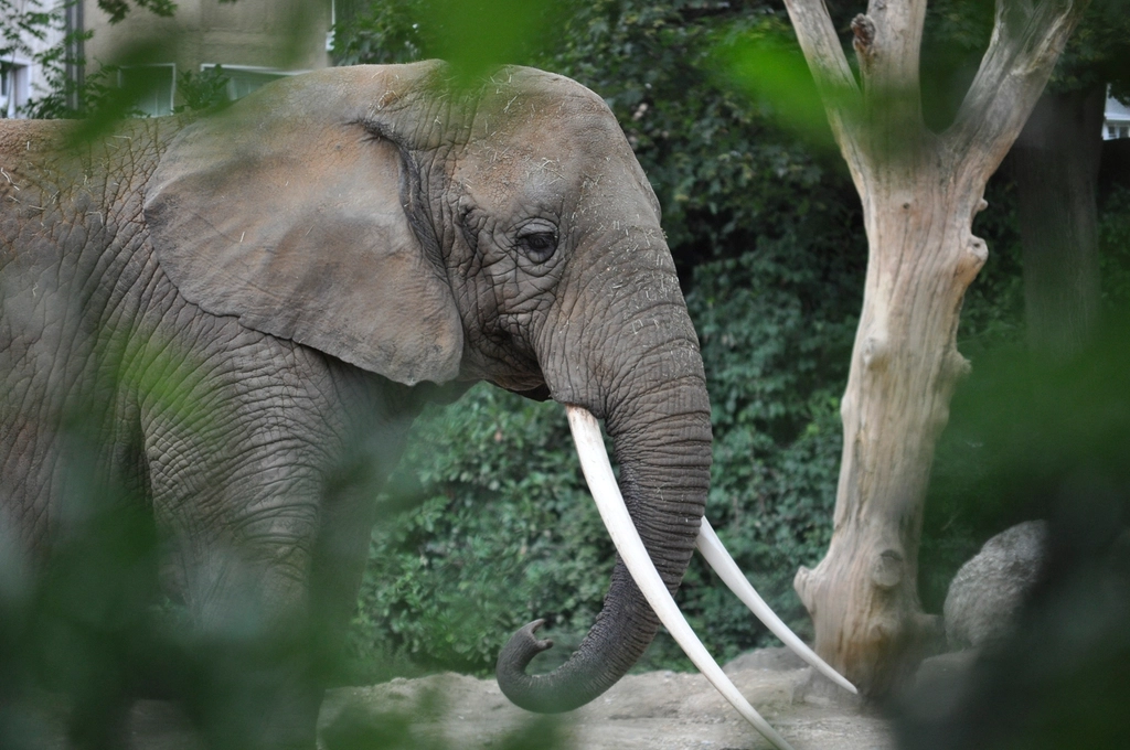 Elephant, animal & wildlife image
