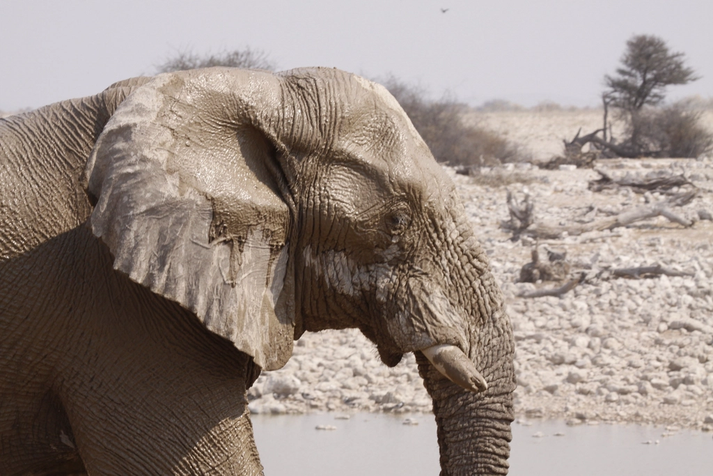 Elephant, animal & wildlife image
