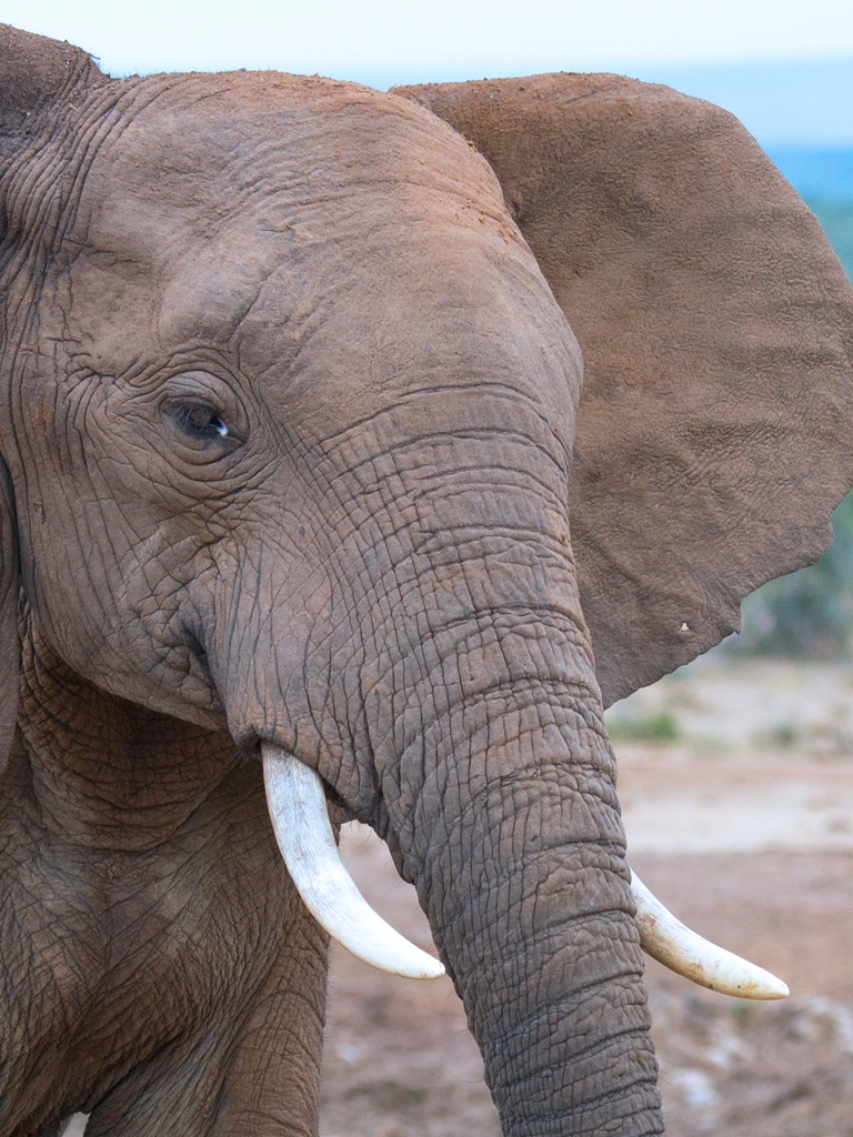 Elephant, animal & wildlife image