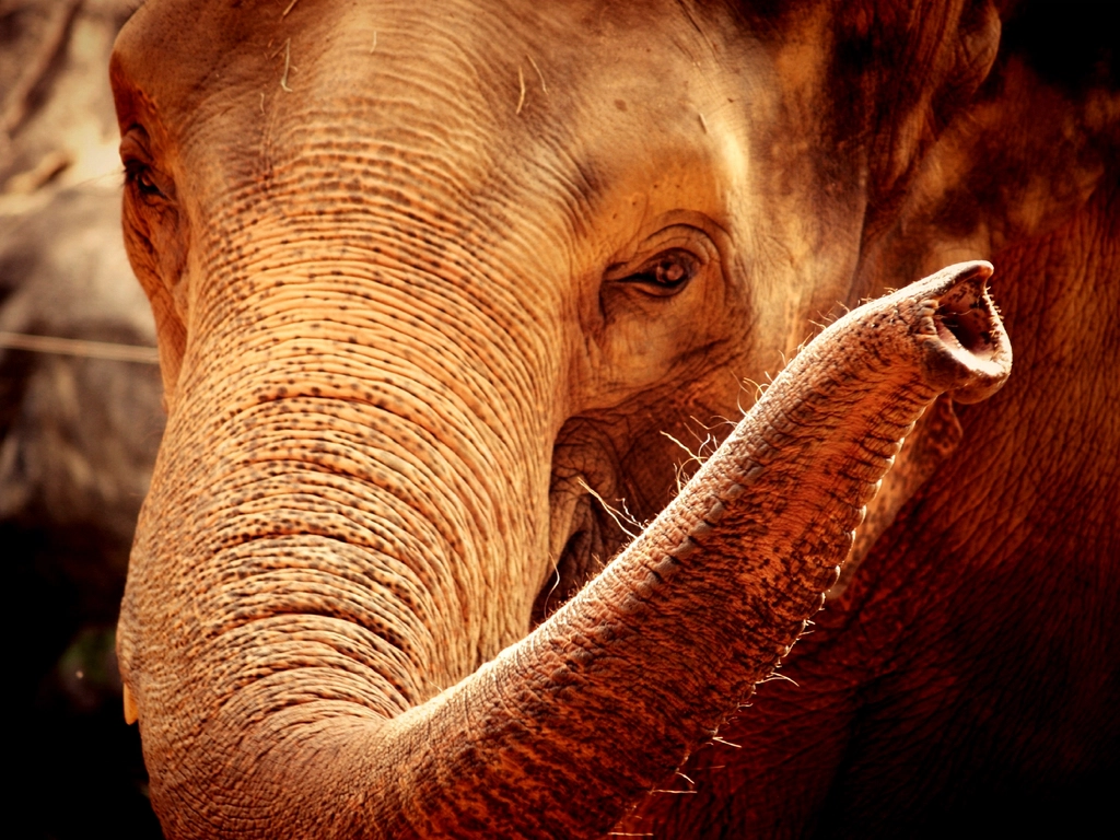 Elephant, animal & wildlife image