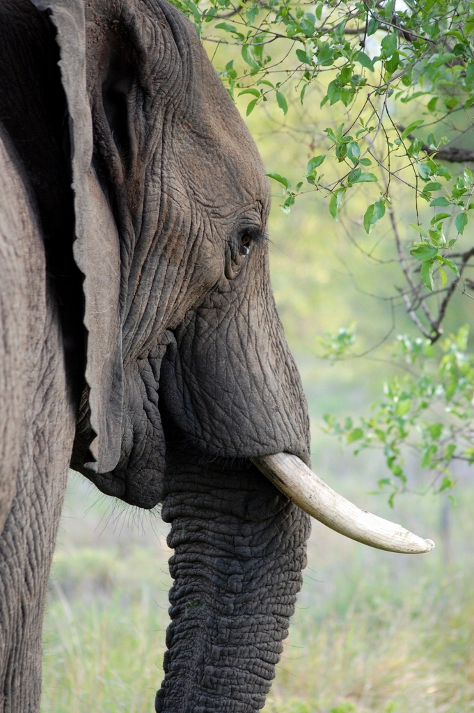 Elephant, animal & wildlife image