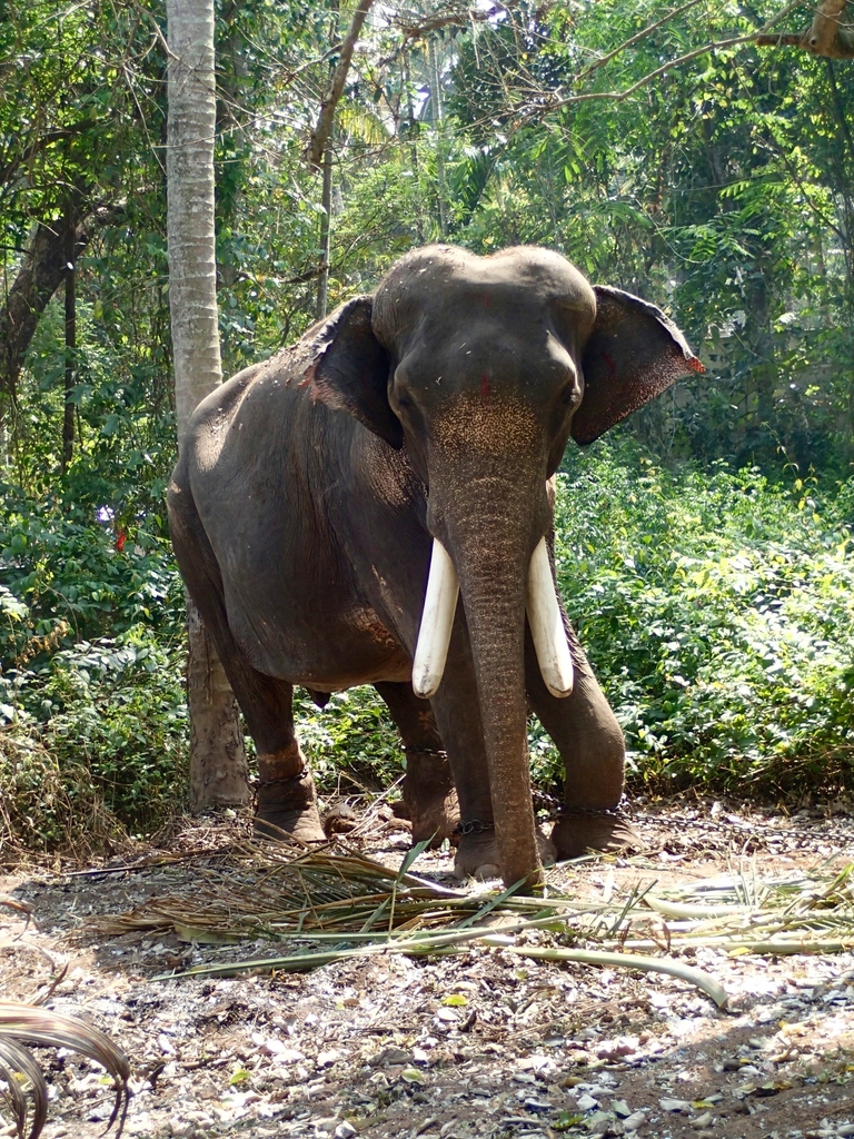 Elephant, animal & wildlife image