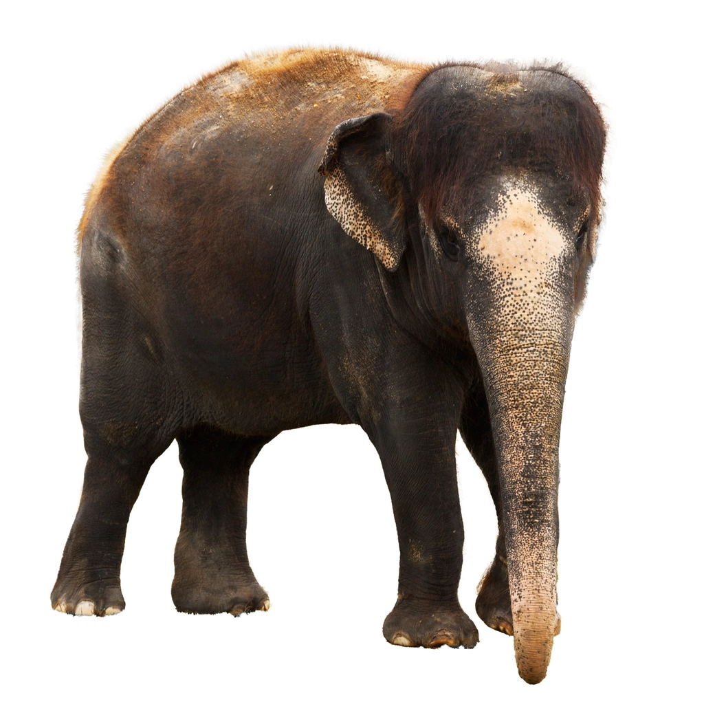 Elephant, animal & wildlife image