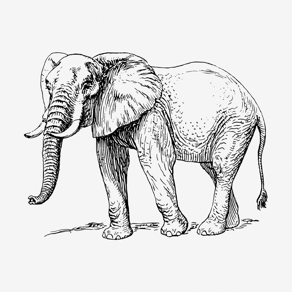 Elephant, wild animal hand drawn