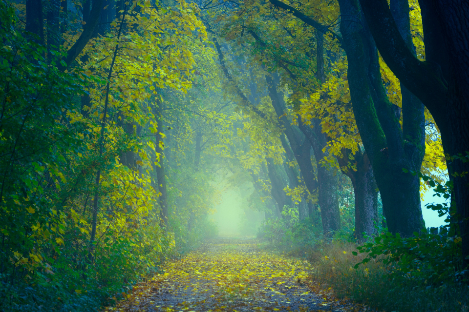 Enchanting Forest