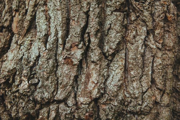 English Oak Tree Bark Background Texture
