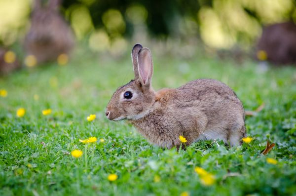European rabbit