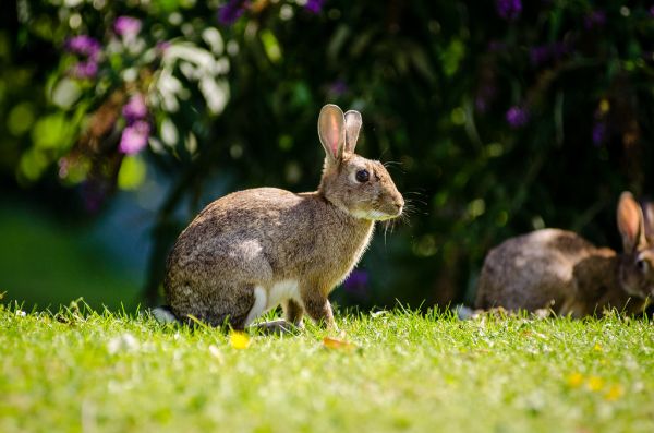 European Rabbit