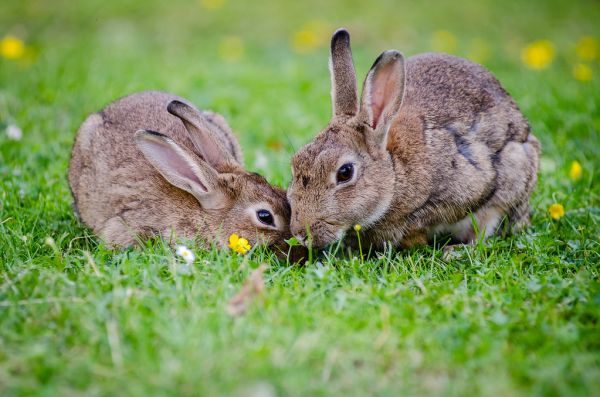 European rabbits