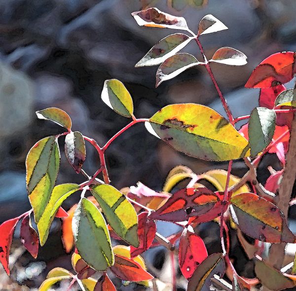EVERGREEN MOUNTAIN SUMAC - 3 - WATERCOLOR