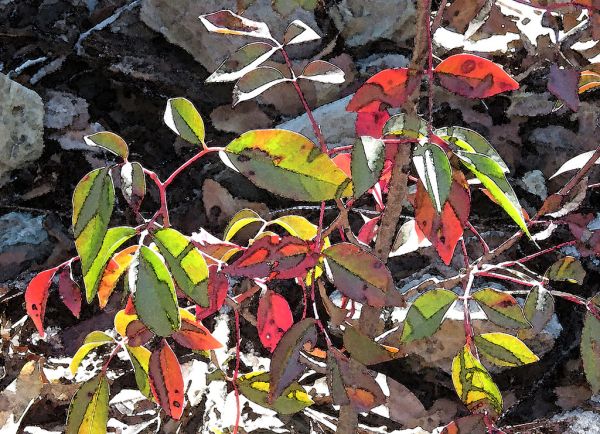 EVERGREEN MOUNTAIN SUMAC - WATERCOLOR