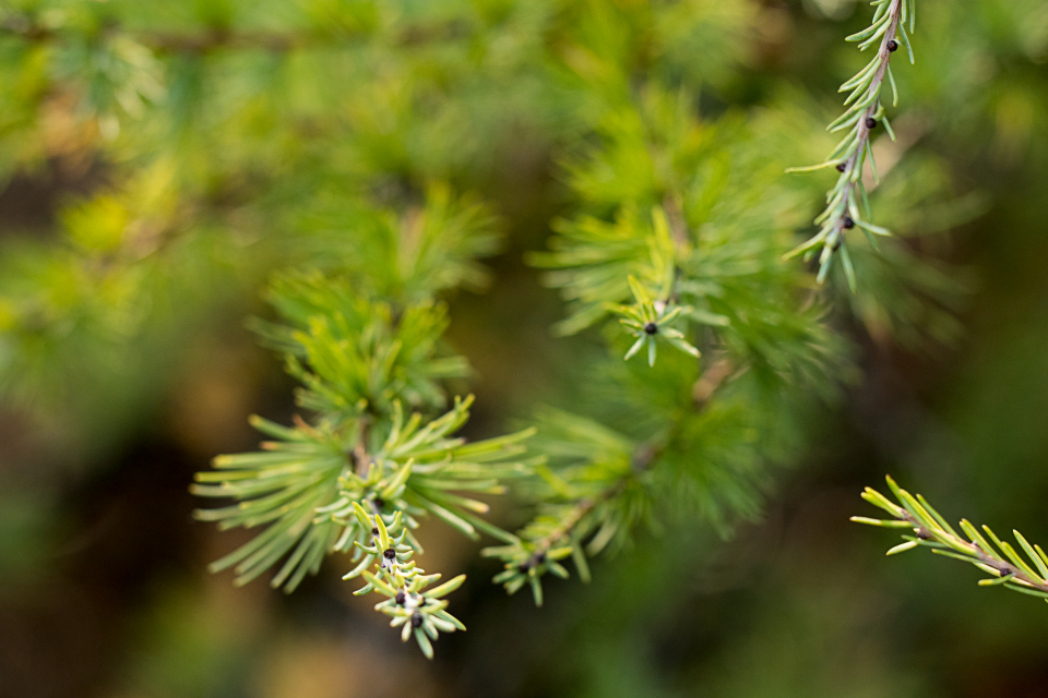 Evergreen Tree
