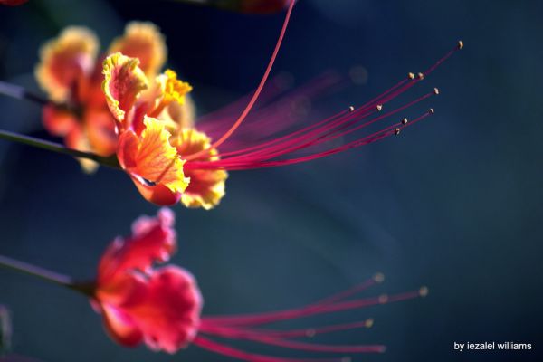 Exotic flower by iezalel williams - IMG_4629-003 - Canon EOS 700D