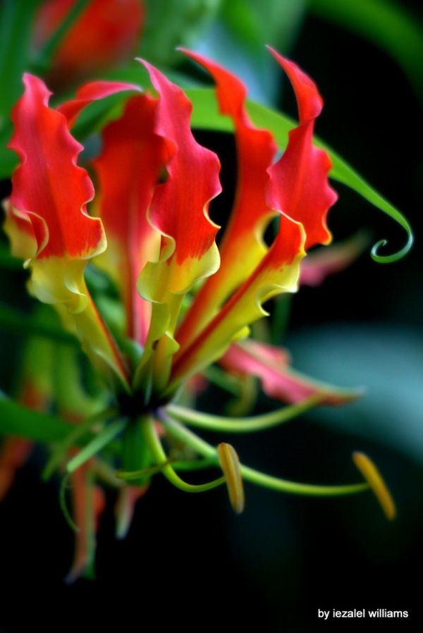 Exotic flower - Gloriosa superba rothschildiana by iezalel williams - IMG_1807 - Canon EOS 700D