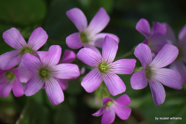 Expanding together - Oxalis debilis by iezalel williams IMG_8335