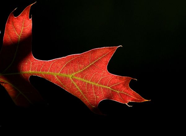 Fall foliage.