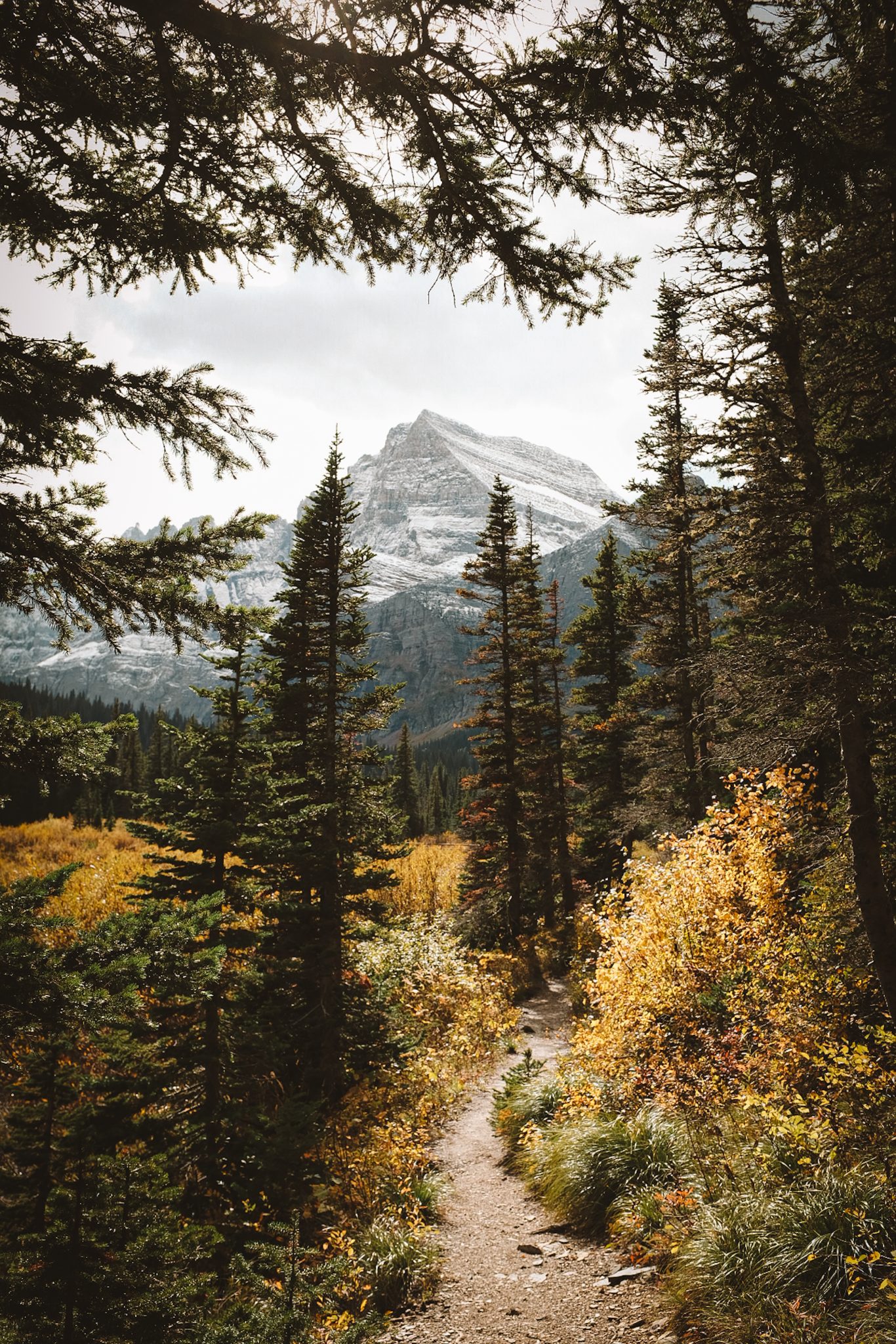 Fall forest trees opening up to a view of a snowy mountain in the background and a hiking trail in the foreground.
