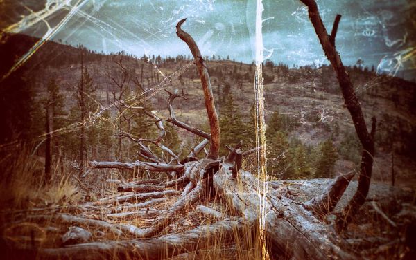 felled
