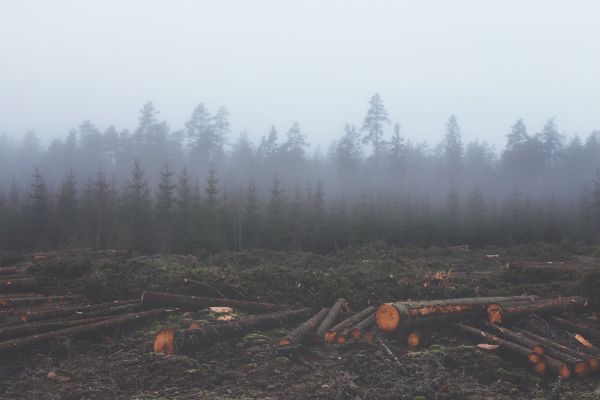 Felled Forest Trees
