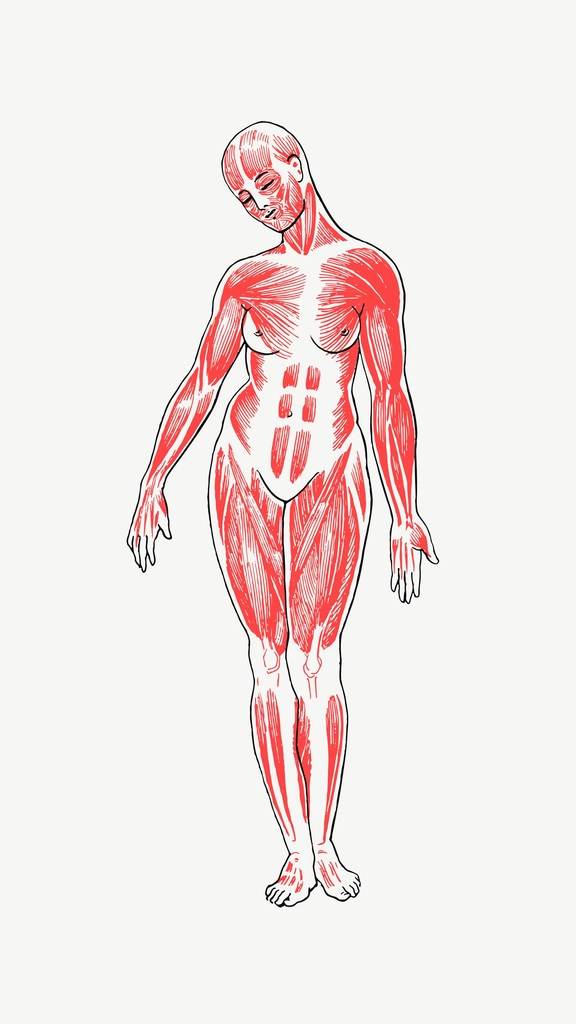 Female Musculature Line Art clip