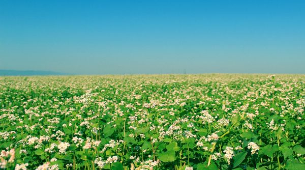 Field of Green Flowering Plants