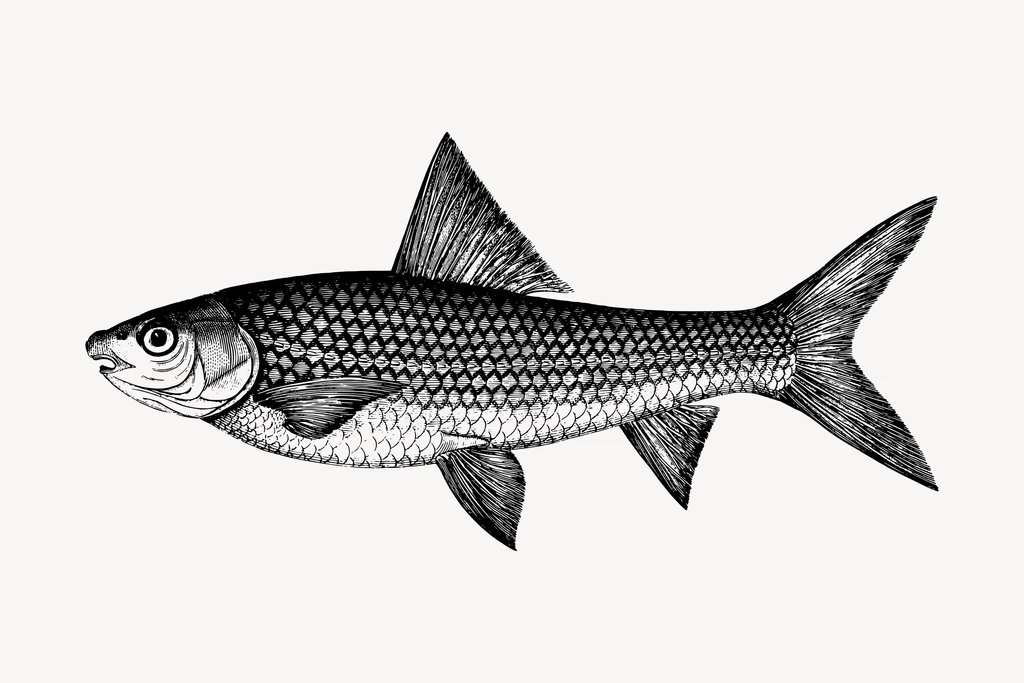 Fish clipart, vintage hand drawn