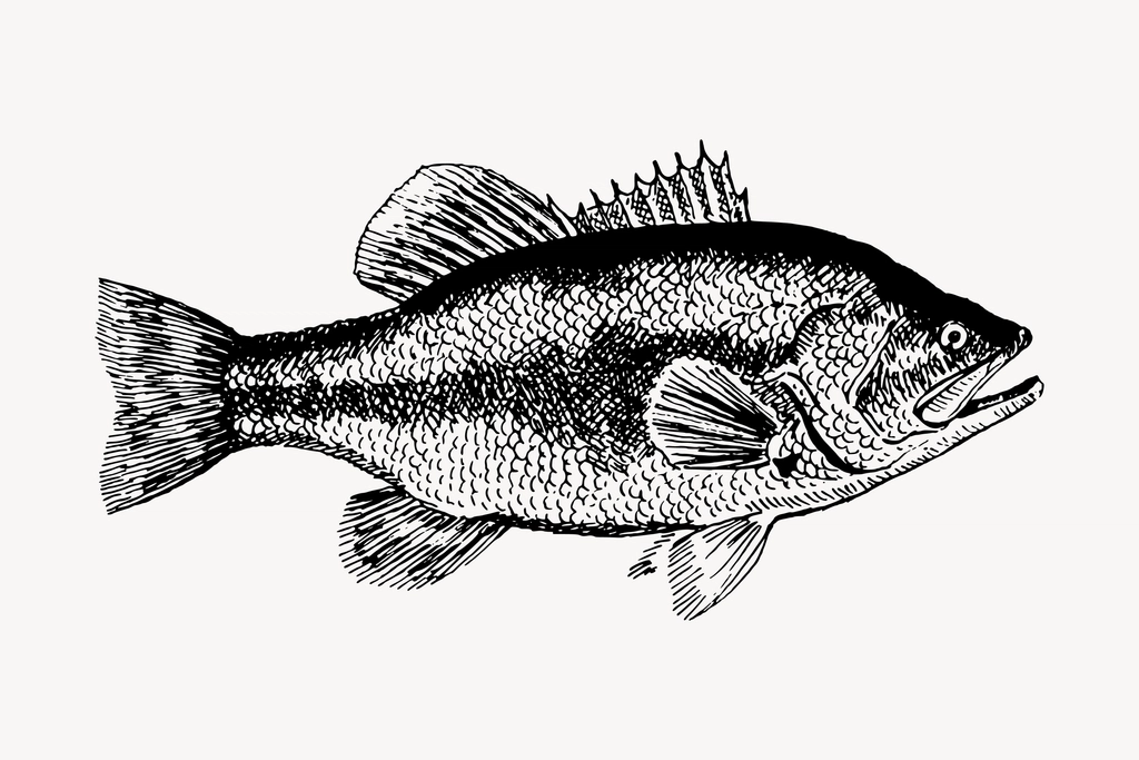 Fish clipart, vintage hand drawn