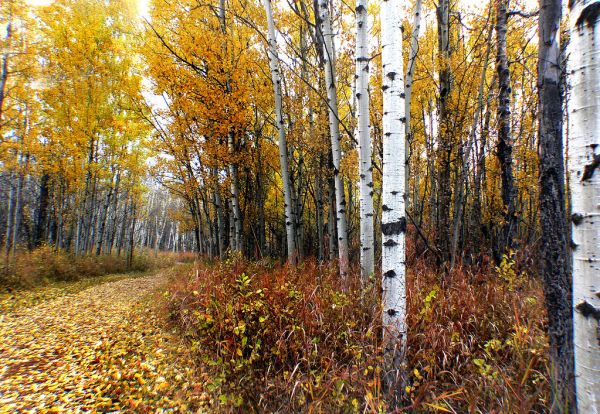 Fish Creek Provincial Park. Calgary