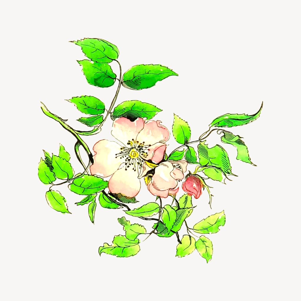 Flower clipart, drawing illustration vector